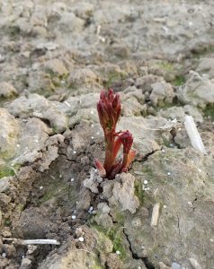 IMG_20200314_161918 (2)