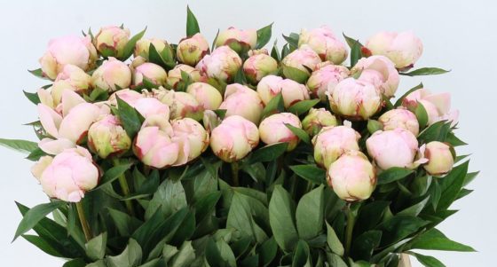 Paeonia-Florence-Nichols--560x373-c-default